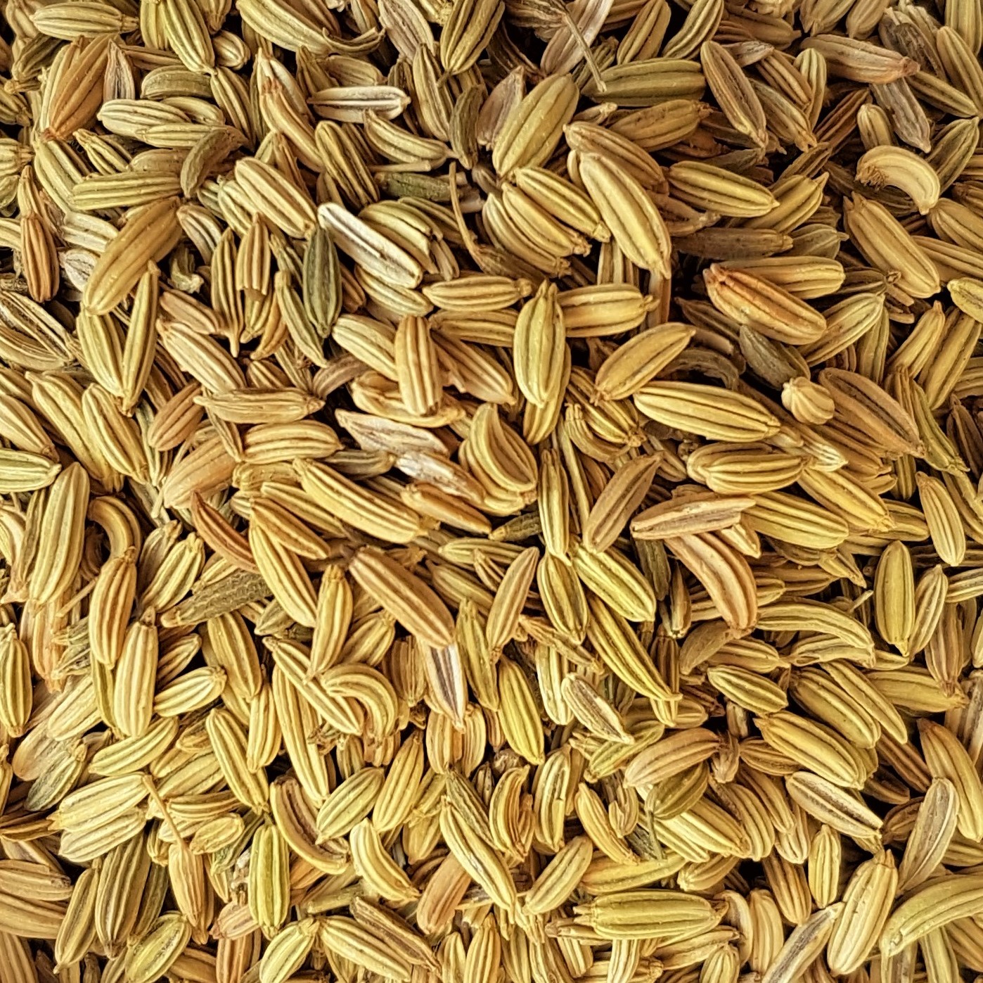 L'HERBÔTHICAIRE Graine de Fenouil Bio Plante pour tisane 100g